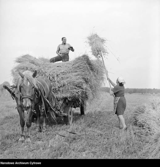Żniwa 1974 – ostatni śpiew lata i siła polskiej wsi